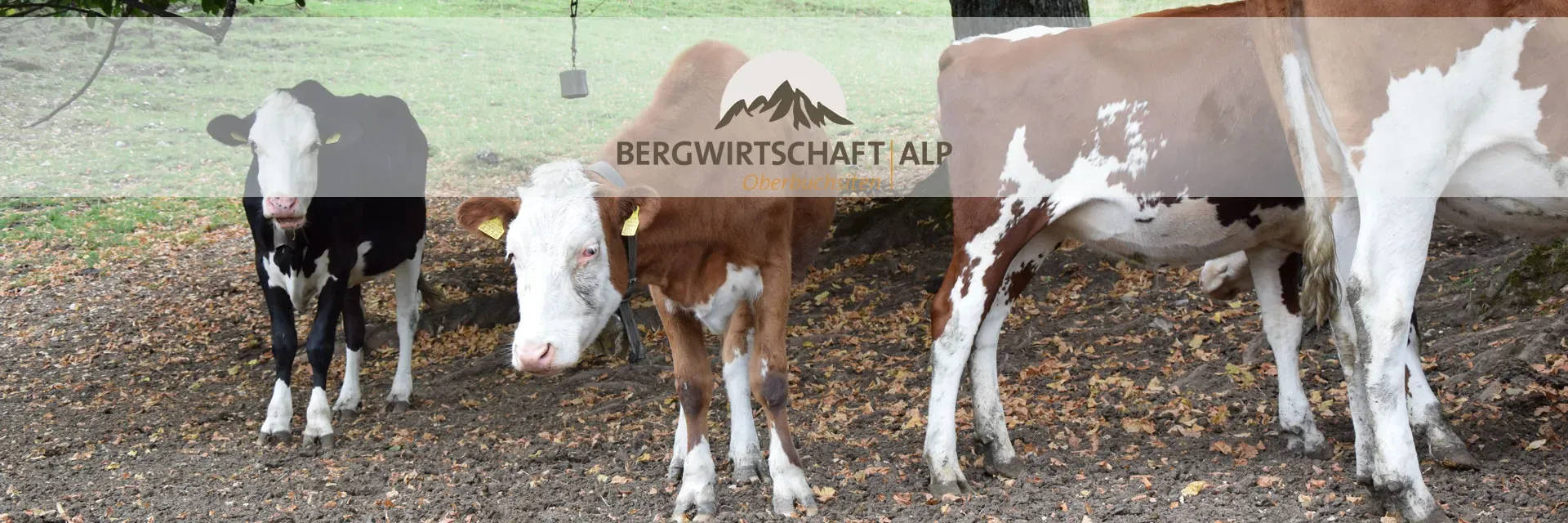 zur Alp
