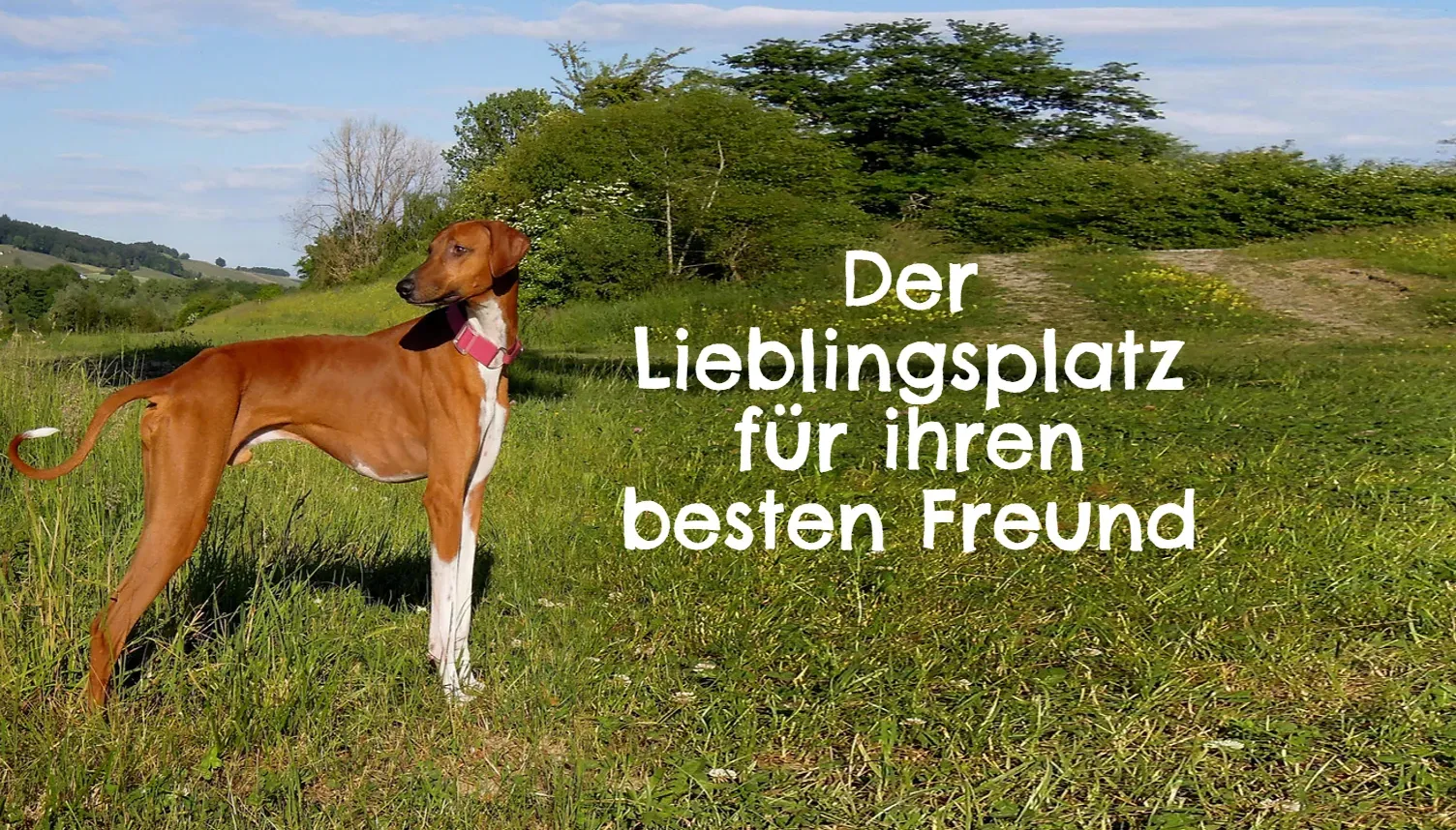 Hundepension Lieblingsplatz