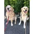 4Pfotentrainer Paul Elsener Hundeschule