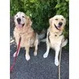 4Pfotentrainer Paul Elsener Hundeschule