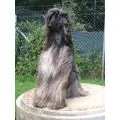 Hundeferienheim Kyburz AG