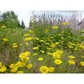 Bio-Gärtnerei am Hirtenweg GmbH