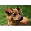 Hundesalon Britta