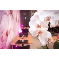 Orchidee