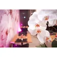 Orchidee
