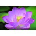 TCM Praxis für Chinesische Medizin & Qi Gong