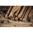 Cigar Academy Stefan Oberthaler