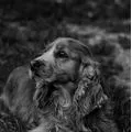 Hundesalon Honey