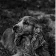 Hundesalon Honey