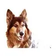 Hunde-Schule Manuela Albrecht