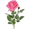 Restaurant Return Rosa