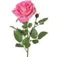 Restaurant Return Rosa