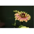 Blumengeschäft helbling und blumen