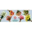 Vetterli Schnittblumen AG