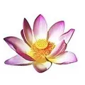 Lotus Thai-Massage
