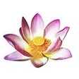 Lotus Thai-Massage