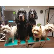 Hundesalon Black-Rider