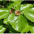 Fagus Gartenpflege und Gartenbau