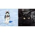 Hunde- und Katzenpflege / Tierpsychologische Beratung