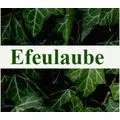 Blumengeschäft Efeulaube