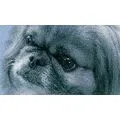 Nala's mobile Hundeschule