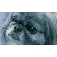 Nala's mobile Hundeschule