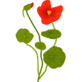 Wilde Blumen