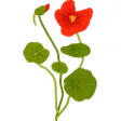 Wilde Blumen