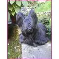 Mugge Hunde Salon