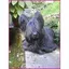 Mugge Hunde Salon