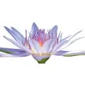 Praxis für Traditionelle Chinesische Medizin