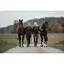 LM HORSES GmbH