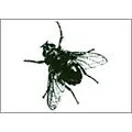 Appenzeller Insektengitter GmbH